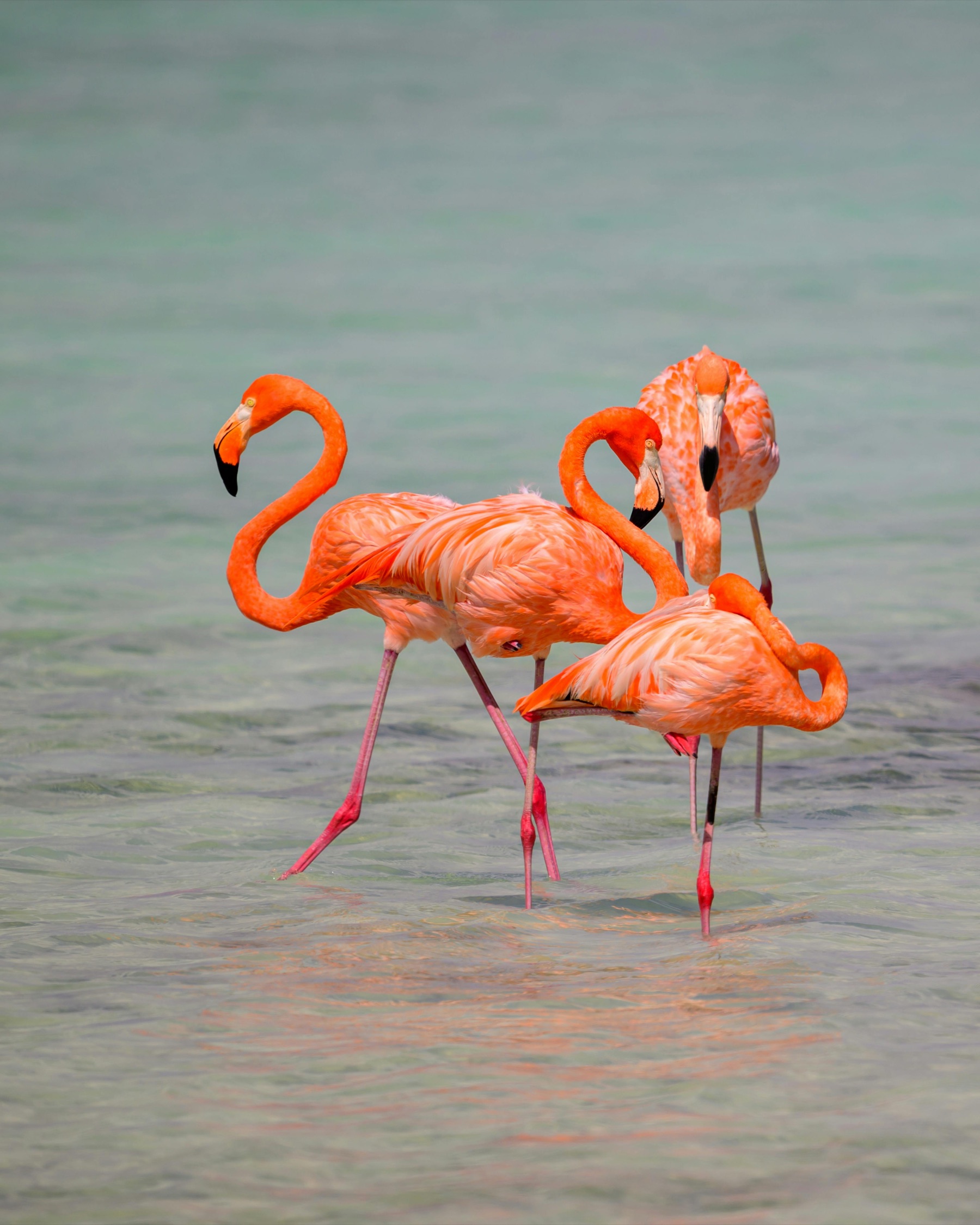 Flamingos wading in shallow water