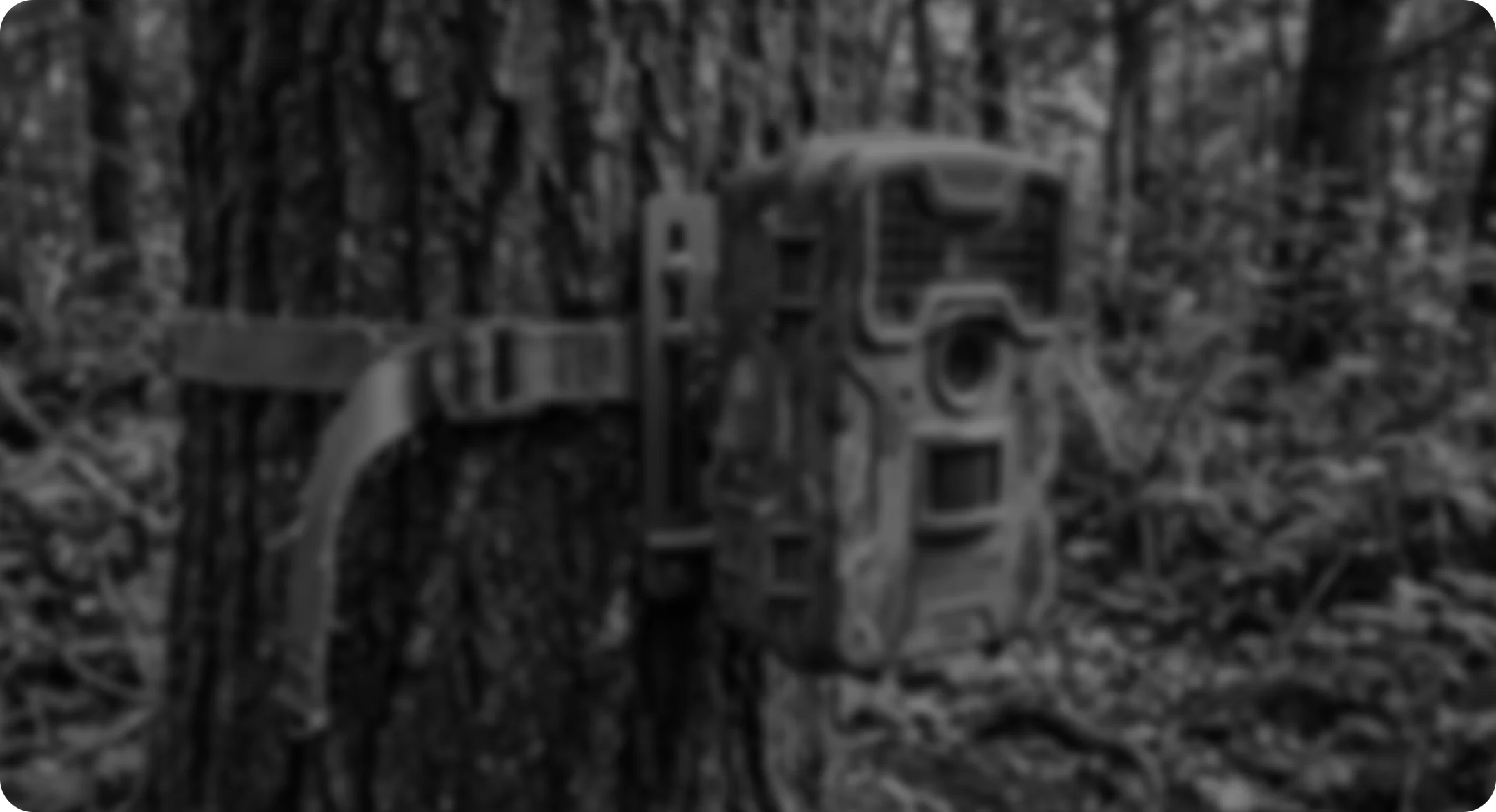 A camera trap strapped to a tree in dense forest