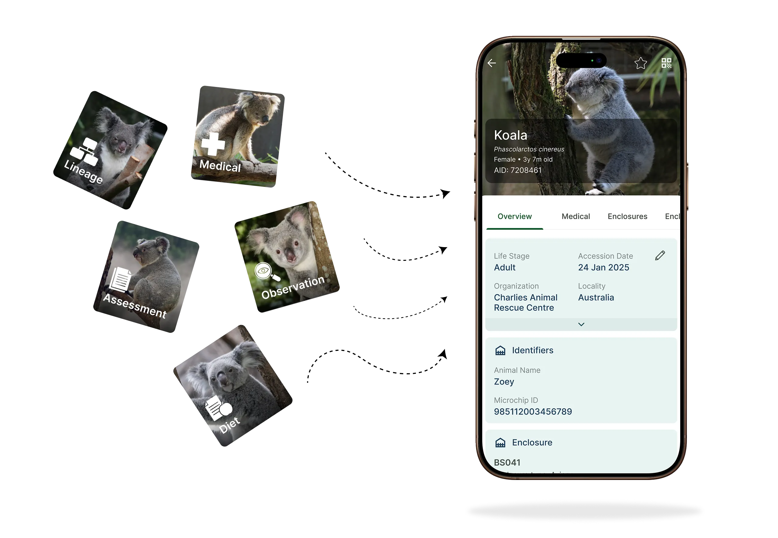 Scattered animal records consolidating into one animal profile